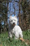 WESTIE 005